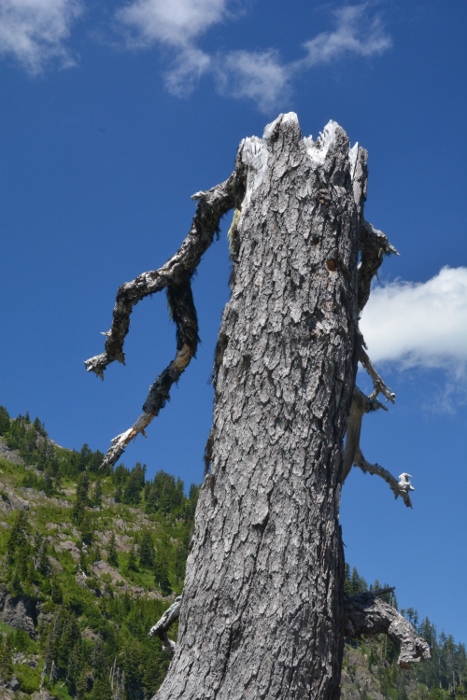 leafless tree in Heather Meadows